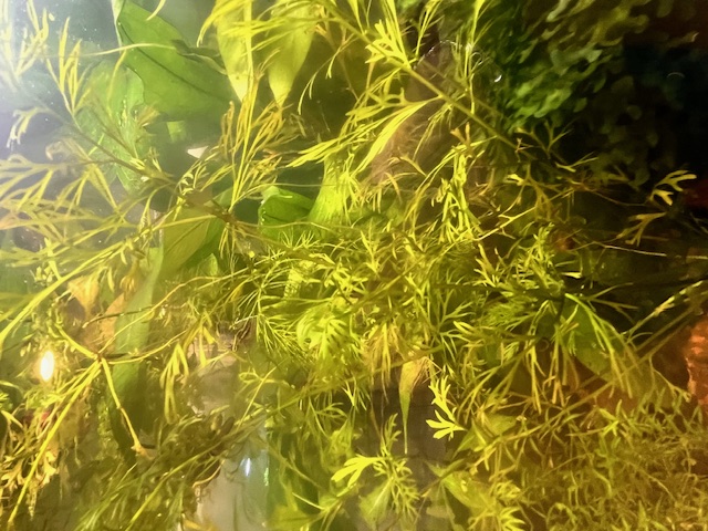 Blue Beta in planted Tank